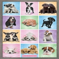 Кийт Кимбърлин - Кученца - Плакат за стена на Cuties Grid, 14.725 22.375